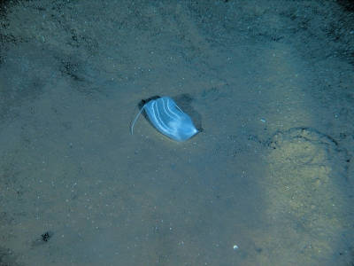蛟龍號拍攝到的櫛水母